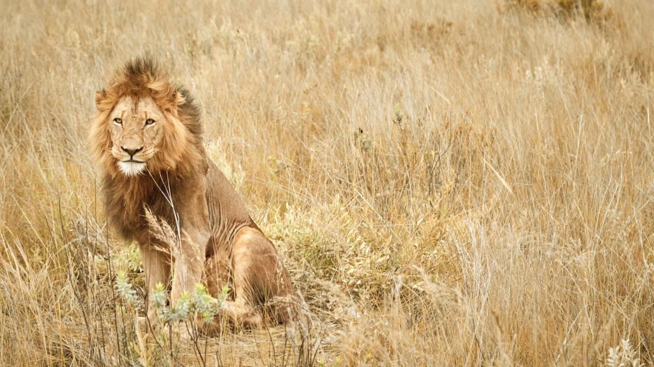 Nkomazi Game Reserve By Newmark บาดพลาส ภายนอก รูปภาพ