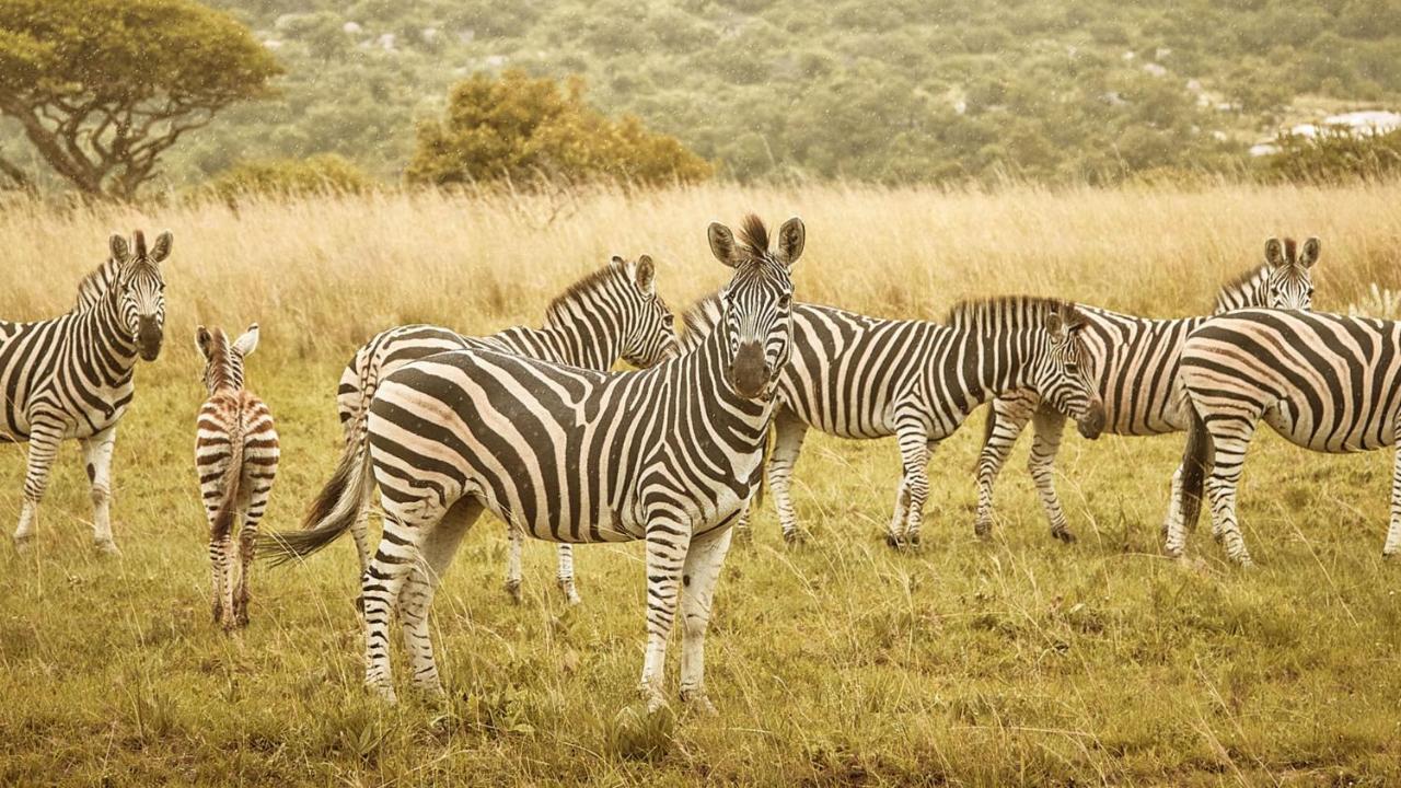 Nkomazi Game Reserve By Newmark บาดพลาส ภายนอก รูปภาพ