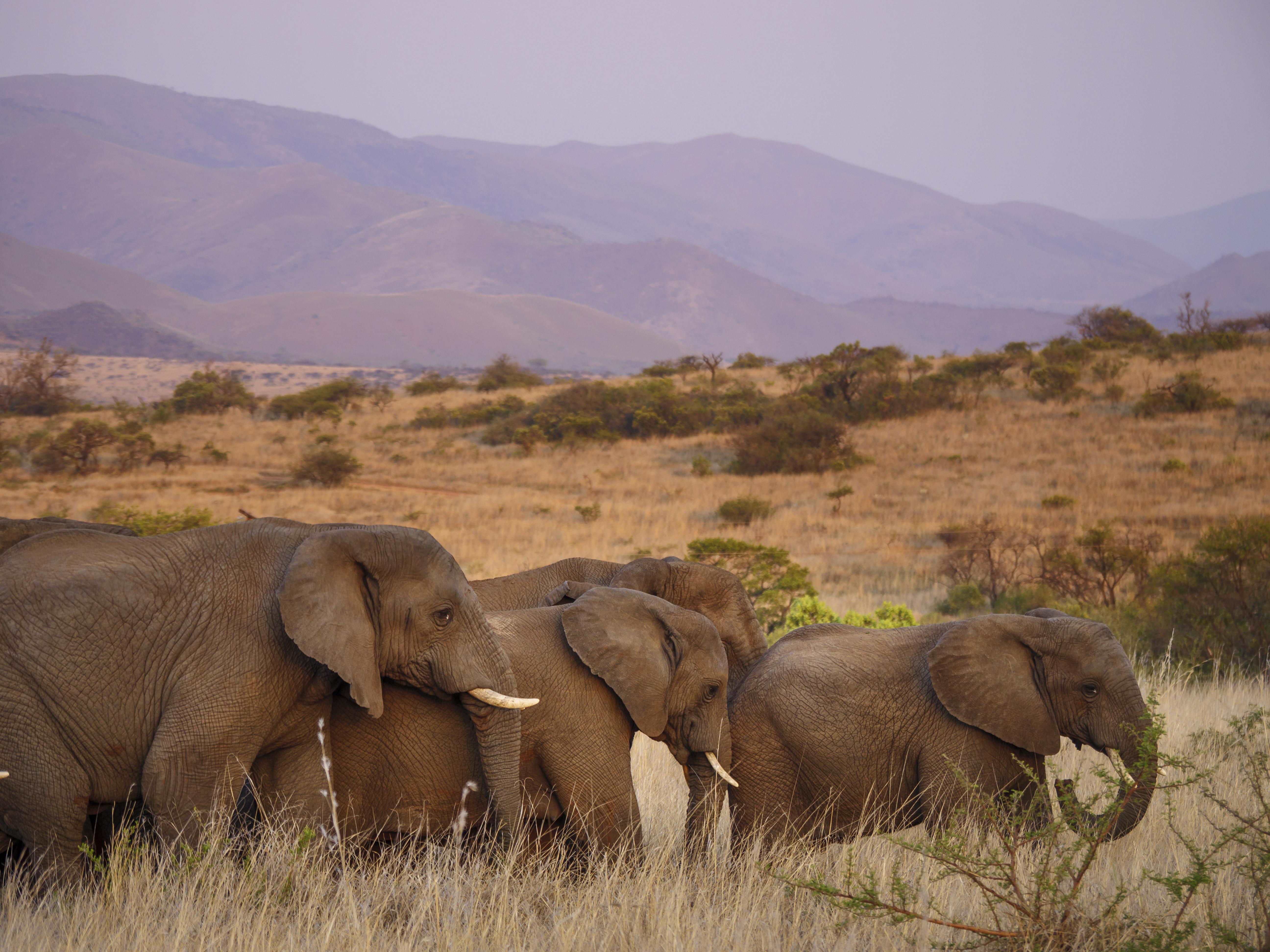 Nkomazi Game Reserve By Newmark บาดพลาส ภายนอก รูปภาพ