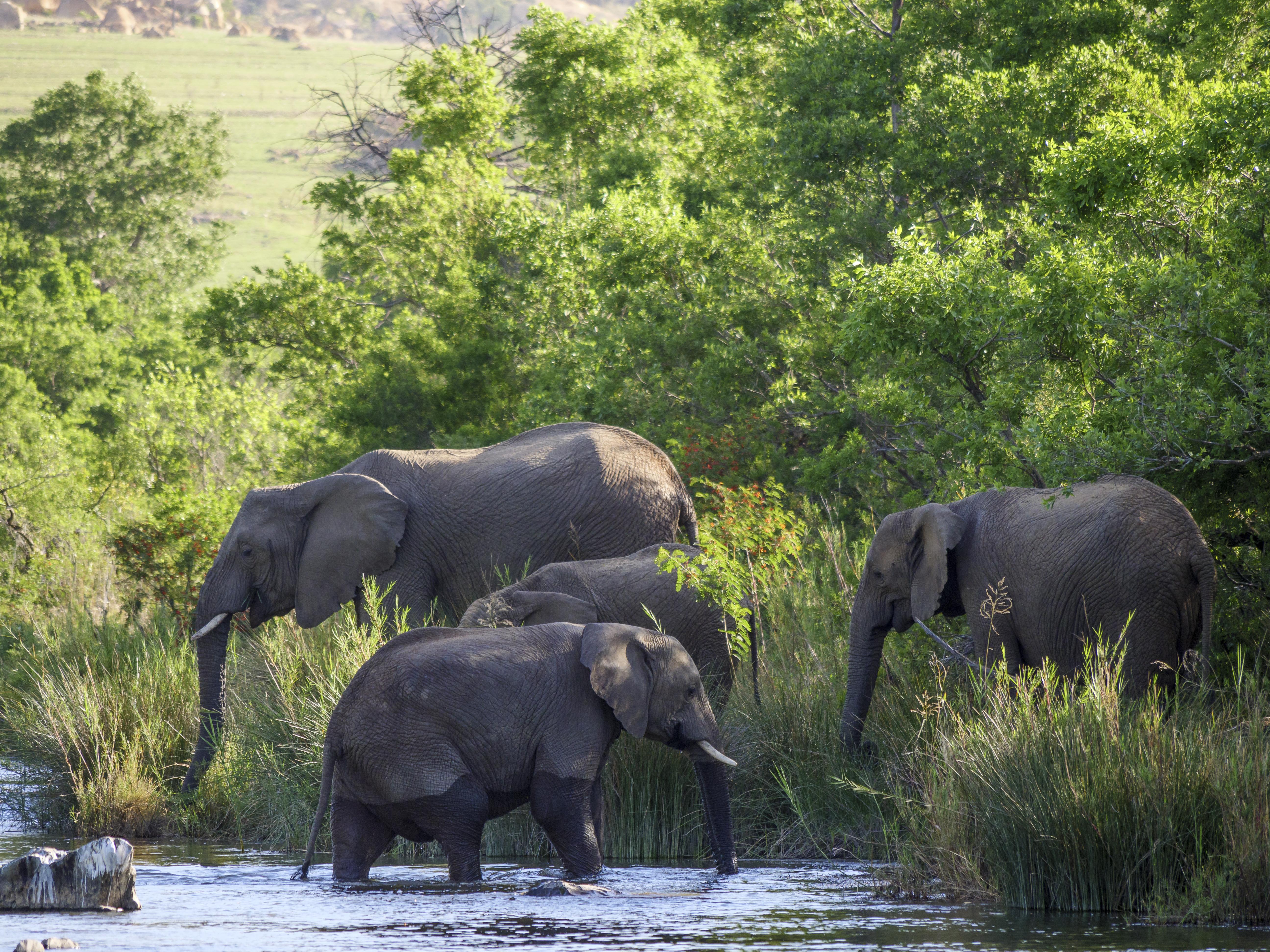 Nkomazi Game Reserve By Newmark บาดพลาส ภายนอก รูปภาพ