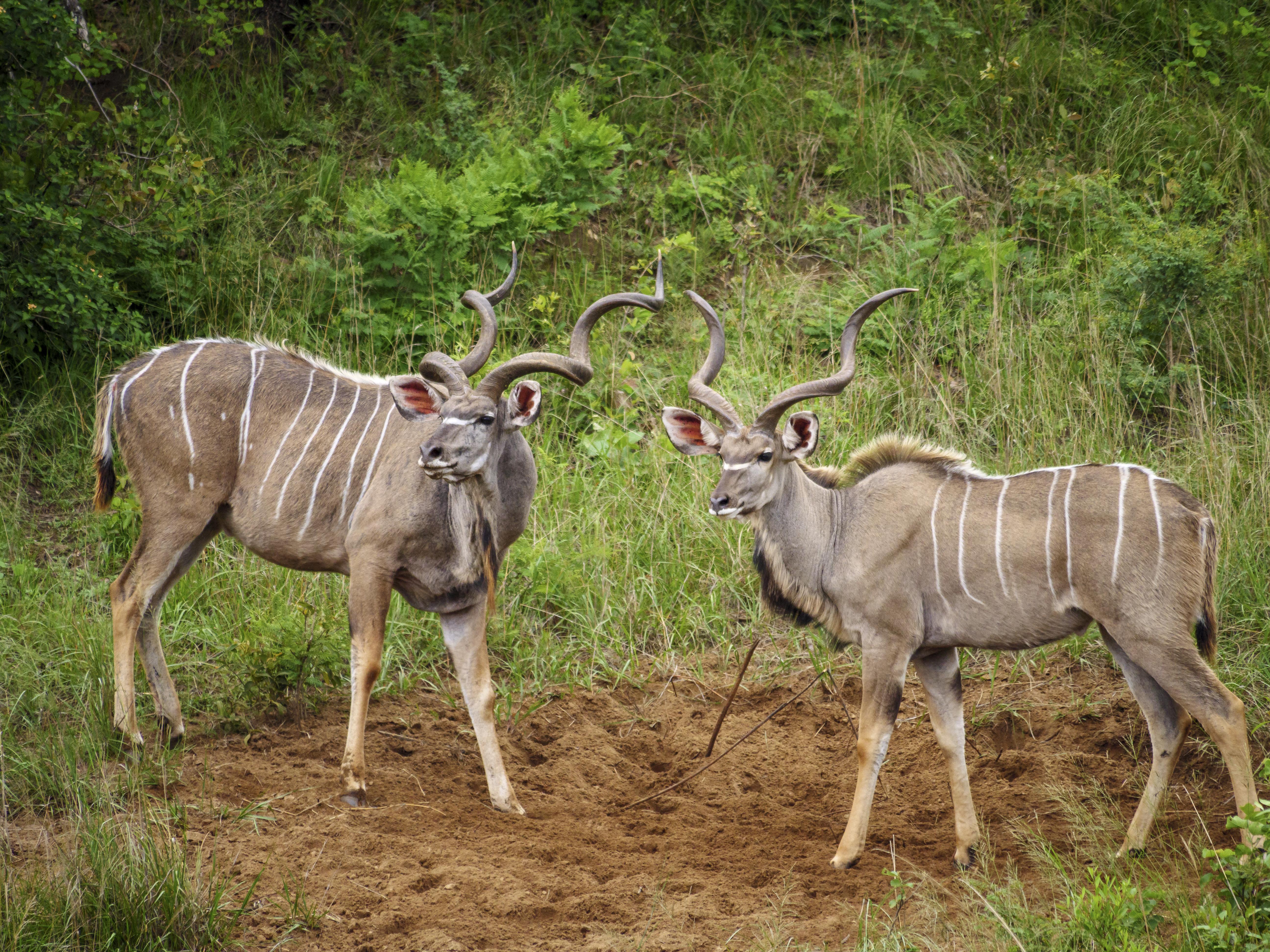 Nkomazi Game Reserve By Newmark บาดพลาส ภายนอก รูปภาพ